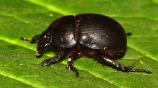 Waldmistkäfer (3).jpg